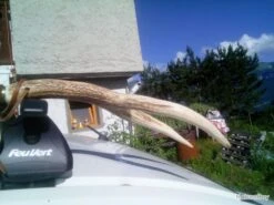 CANNE PIRSCH BOIS DE CERF SOLDE A 20% -Peltor Soldes 00009 CANNE PIRSCH BOIS DE CERF