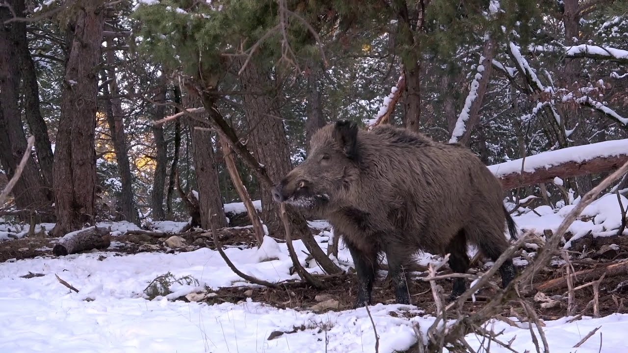 Peltor Soldes 1 Peltor Soldes -Peltor Soldes